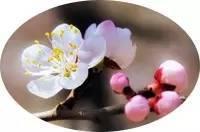 在西安 | 情人节后,带她寻花问柳才不辜负这个春天!