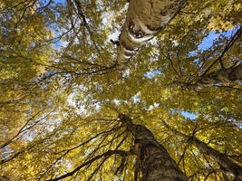【秦岭觅秋|凤县·留坝·汉中】 10月29-11月1日 穿越秦岭 领略岭南诗意秋色 4日游