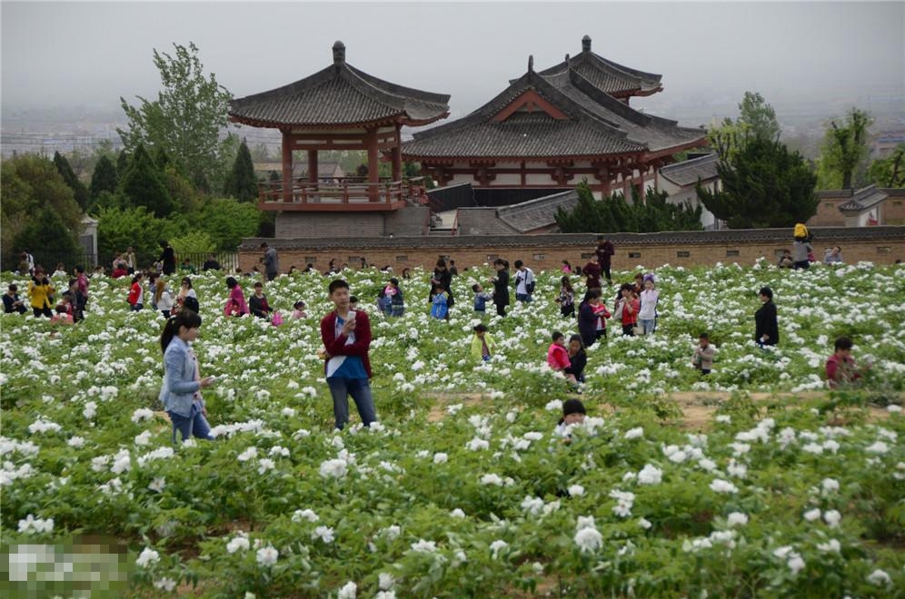 大唐牡丹园 乾陵一日休闲 骊山驴友会户外运动俱乐部 陕西烽火探