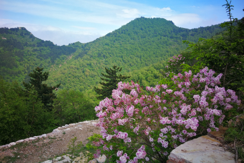 【丁香花开穆柯寨】6.16（周日）穆桂英野线穆柯寨或黑山大峡谷丁香花开一日游