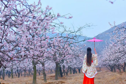 【杏林花海・火焰山】3月19日（周六）林涧小穿牛魔王的火焰山一日游