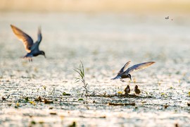 孵化季--须浮鸥