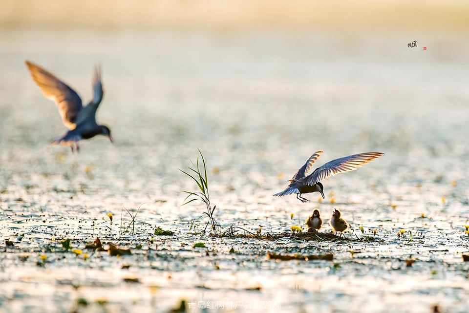 孵化季--须浮鸥
