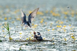 孵化季--须浮鸥_DSC1405副本