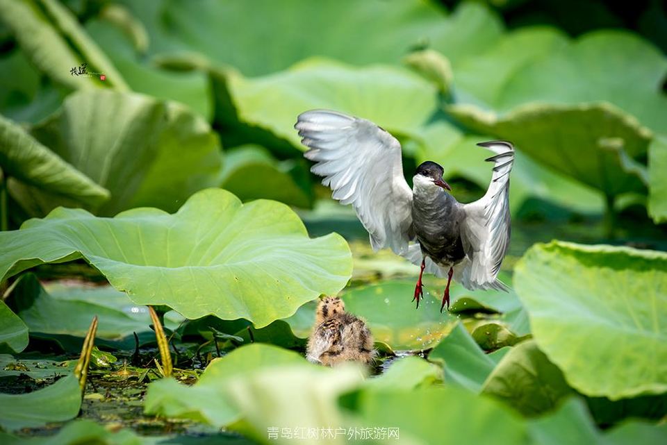 孵化季--须浮鸥_DSC2090副本