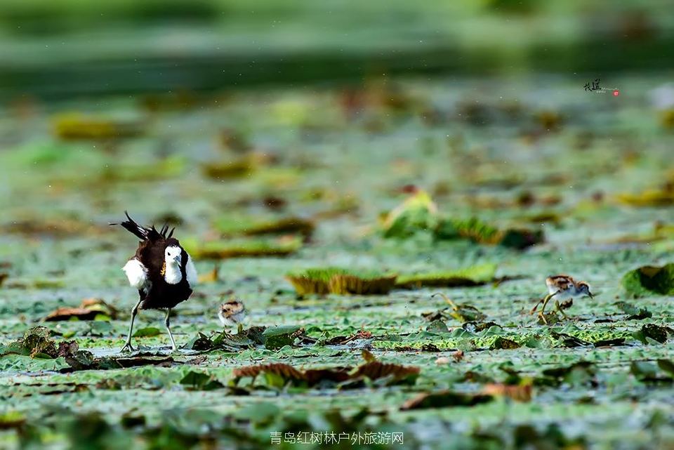 孵化季--水稚_DSC1826副本