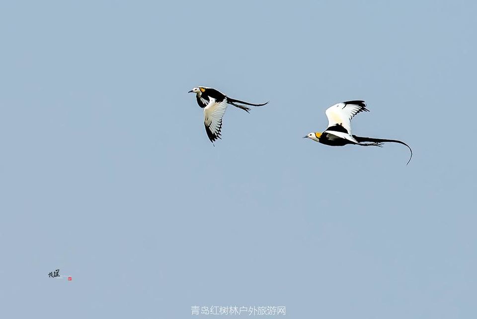 孵化季--水稚_DSC1936副本