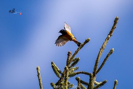 2015年3月的川西之行DSC_5906