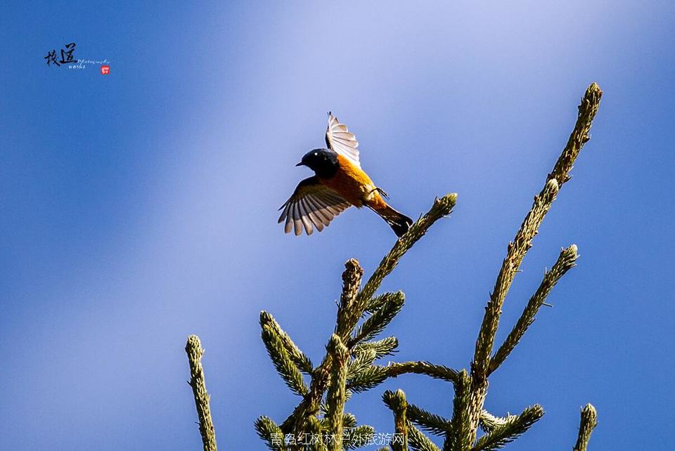 2015年3月的川西之行DSC_5906