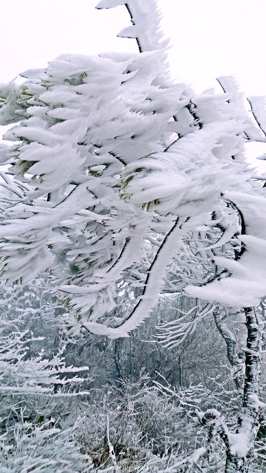 goMeihuaTemp_mh1490512092829