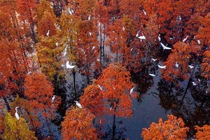 深秋猎色扫黄网红打卡地南京四日游