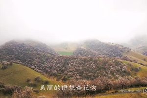 美丽的新疆伊犁杏花沟