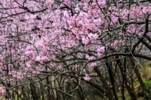 【周日-行攝】3.15 崇陽白崖山登山徒步+賞萬畝野櫻花海