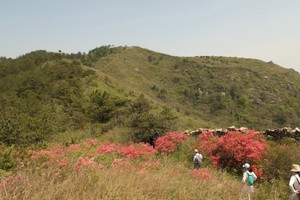 【漫步花路】4.11号龙王尖徒步、赏野生杜鹃、观百年古寨一日游