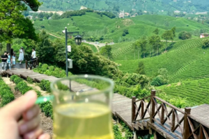 【五一-河南】5.2-3号鸡公山+文新茶园+星宿川沙滩营地 2日游