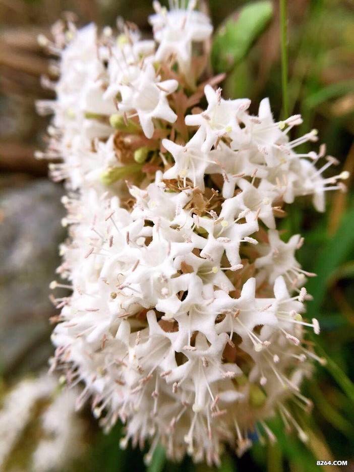 北斗星游记篇-挑战东浒寨飞拉达，做个勇士！