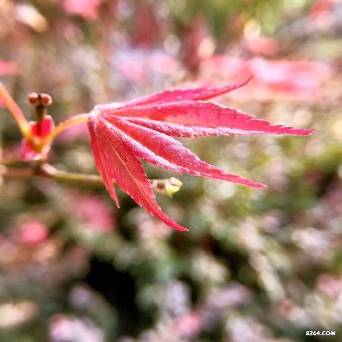 北斗星游记篇-挑战东浒寨飞拉达，做个勇士！