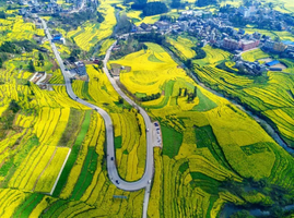 【春节•多彩云南9天】2月15-23日彩色大地，抚仙湖、建水、元阳梯田、普者黑，罗平油菜花、万峰林，龙宫（VIP大巴）