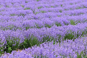 【独伊无二2-6人小团7日游】独库北段、唐布拉百里画廊、孟克特古道、巴音布鲁克、那拉提空中草原、恰西森林公园、薰衣草花田