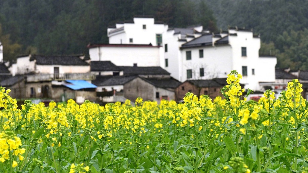 行摄油菜花海2日游白墙黛瓦的徽派建筑掩映在金灿灿的油菜花田之间