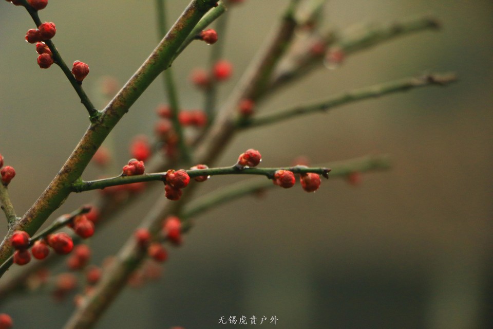 mmexport1516438835400