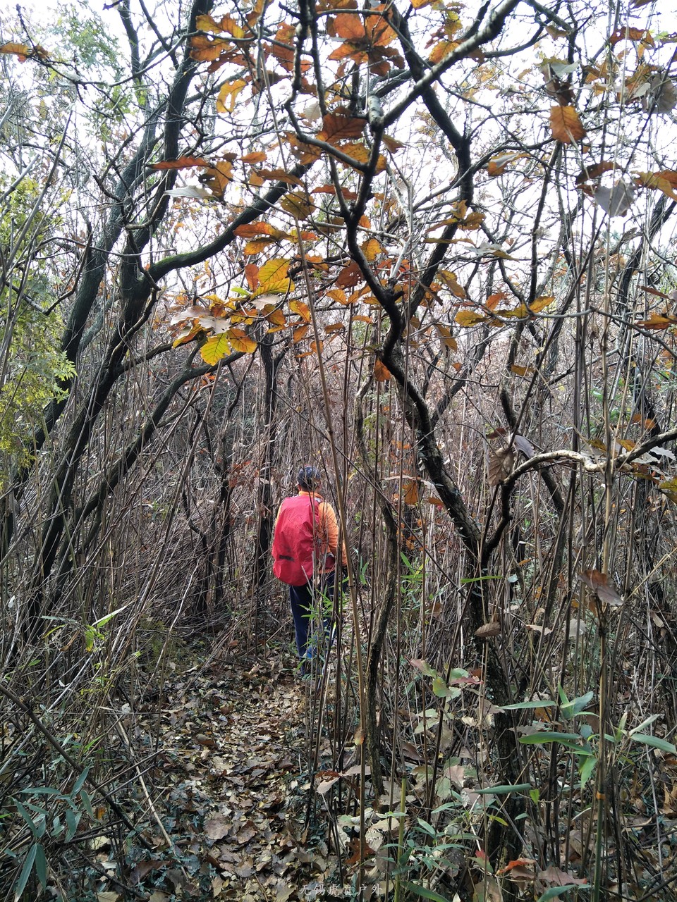 mmexport1513417343889