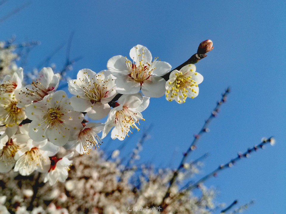 mmexport1520150159691