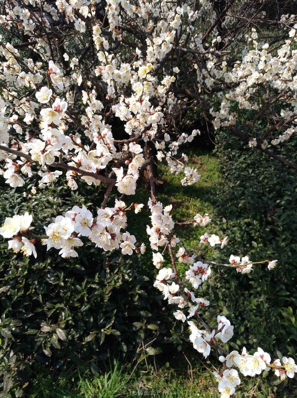 mmexport1520151278568