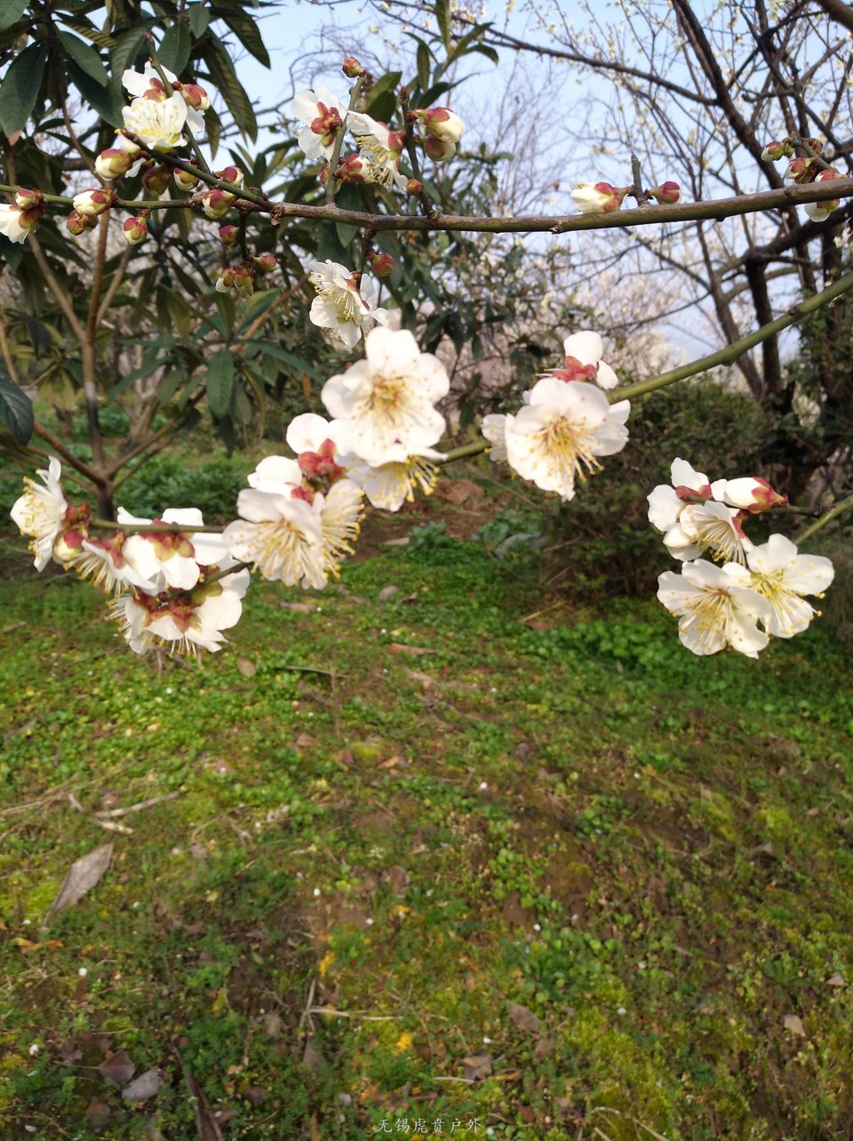 mmexport1520216234698