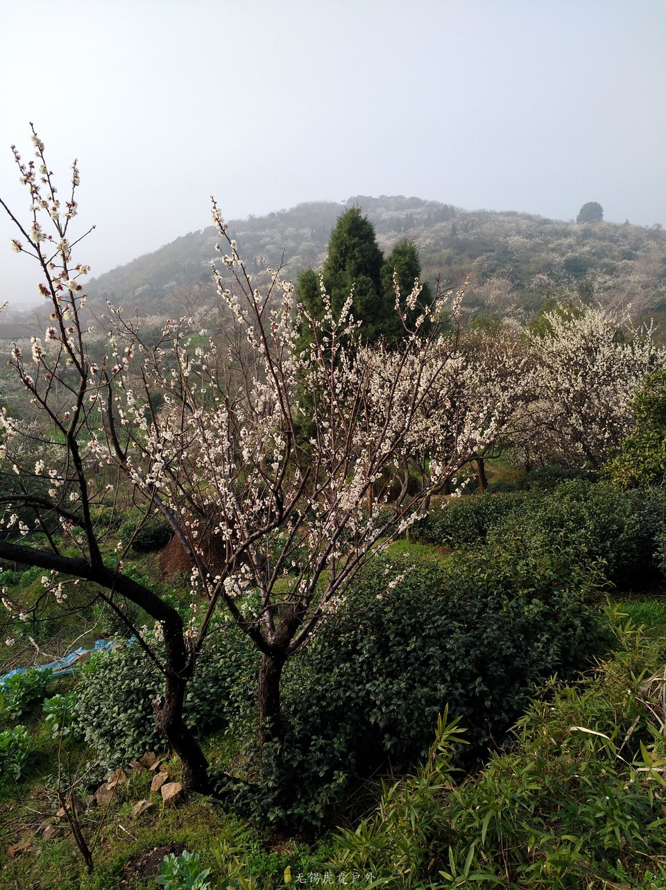 mmexport1520216245888