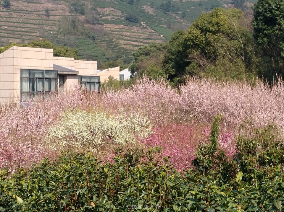 mmexport1520216359986