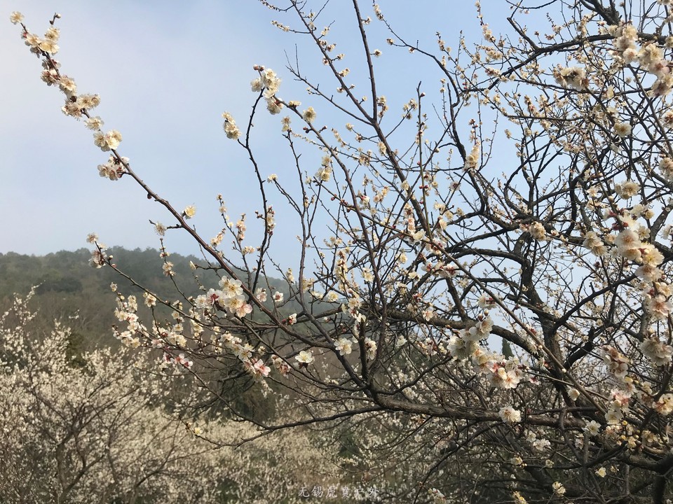 mmexport1520216498797