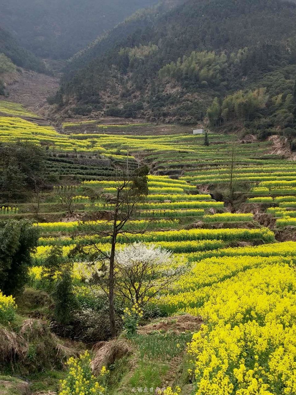 mmexport1522023705540