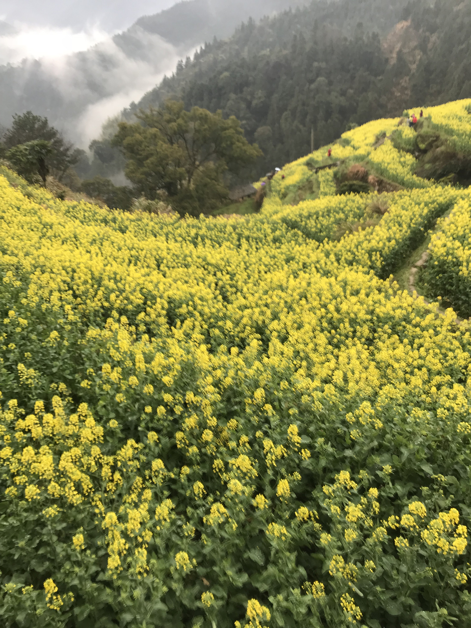 mmexport1522023901567