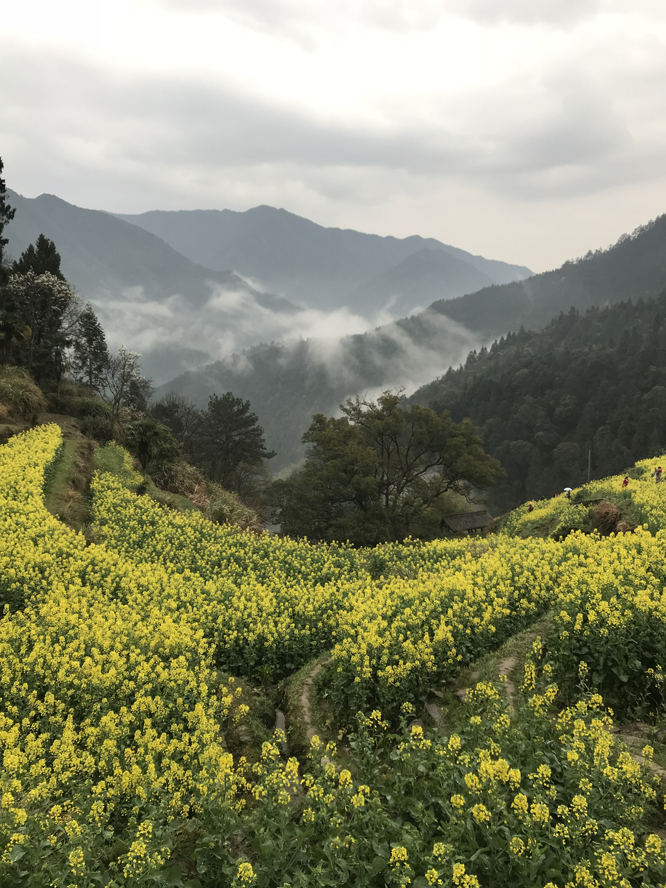 mmexport1522023903575