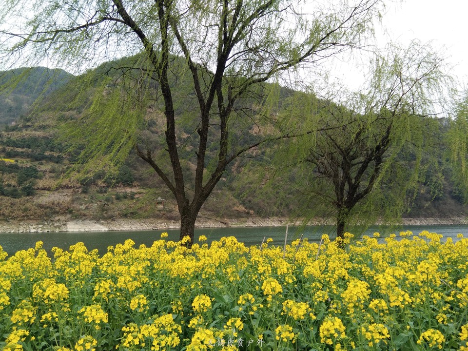 mmexport1521368526187