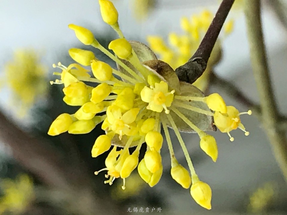 mmexport1520822881306