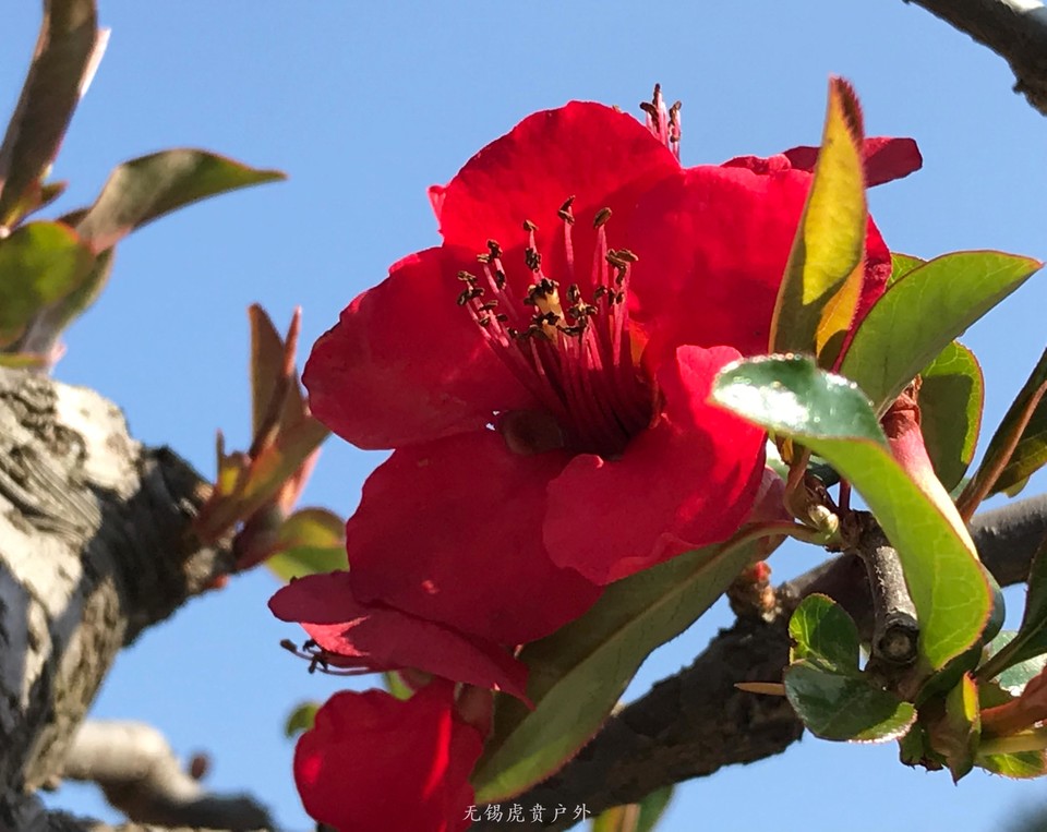 mmexport1520822895523