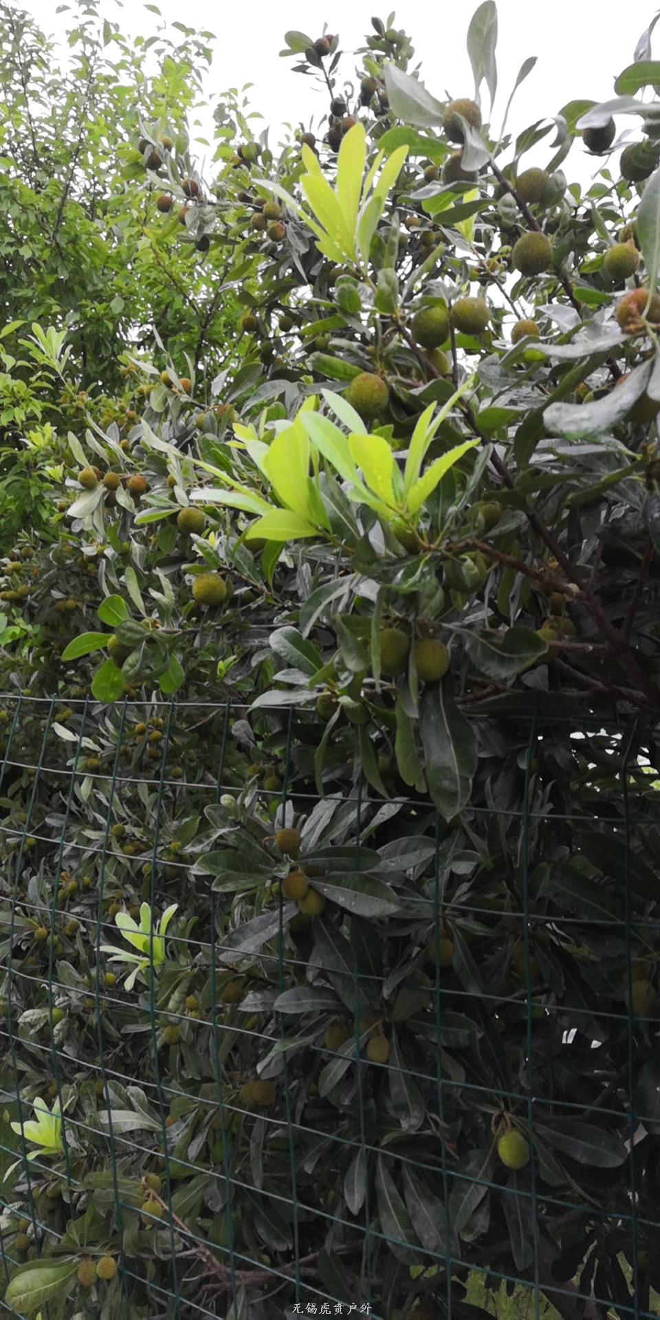 mmexport1590812195354