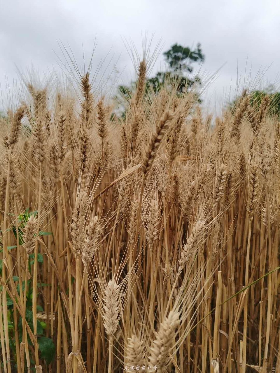 mmexport1590812203297