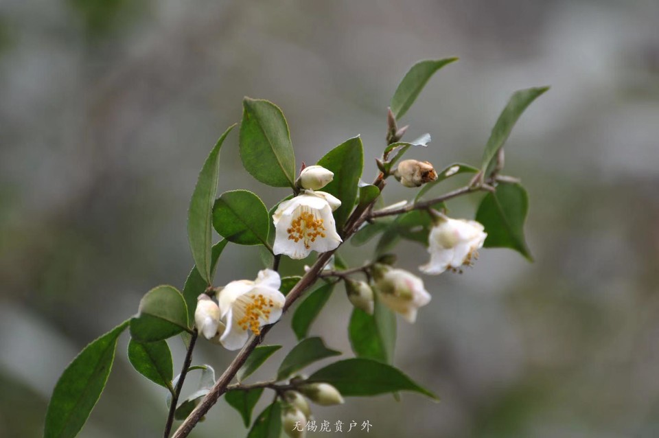 微信图片_20190224160418