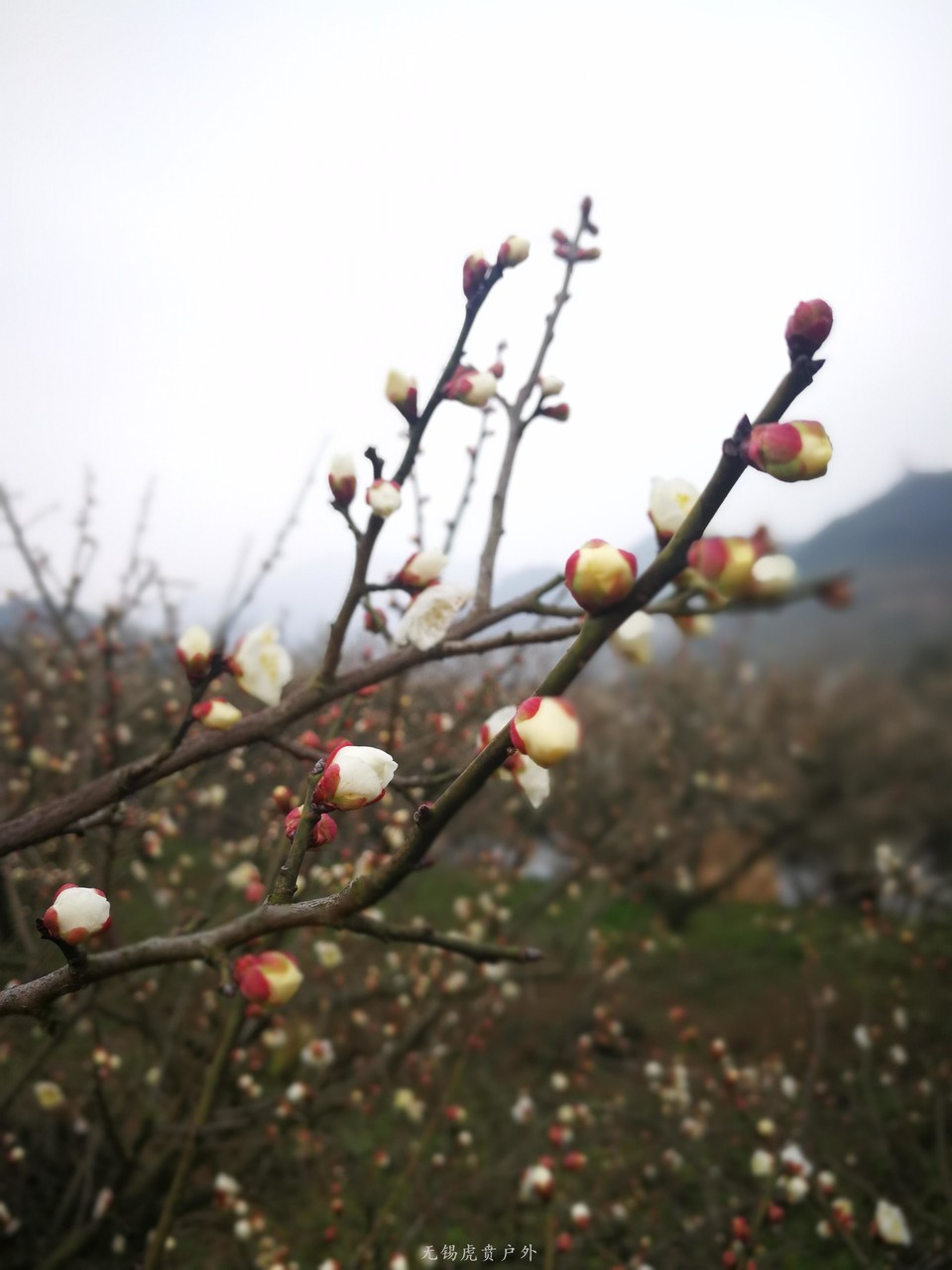 微信图片_20190303205815