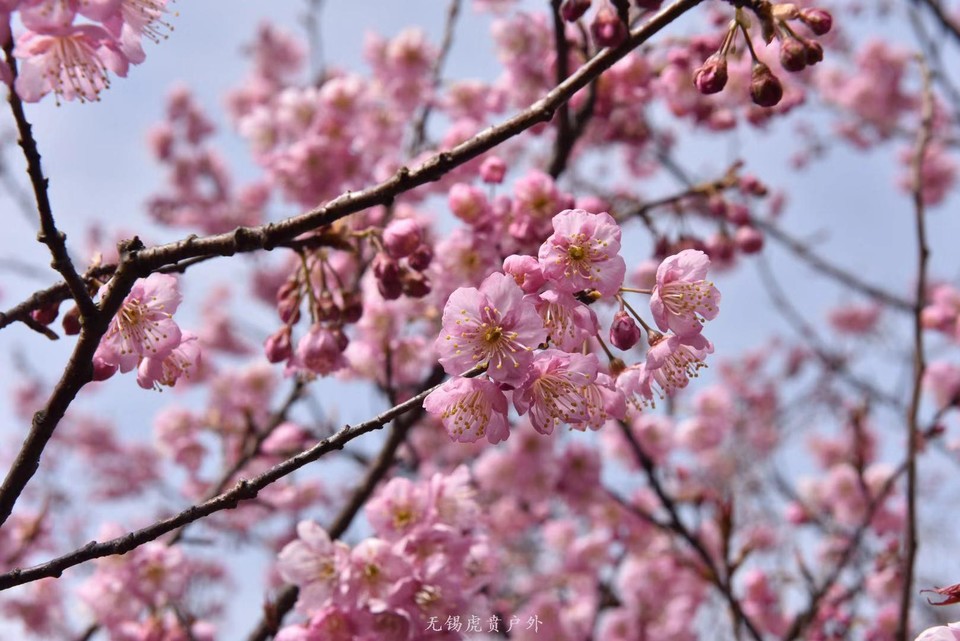 微信图片_20190311094230