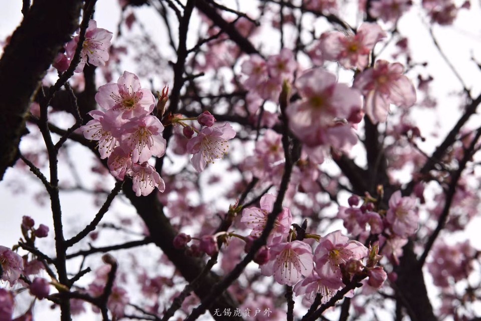 微信图片_20190311094239