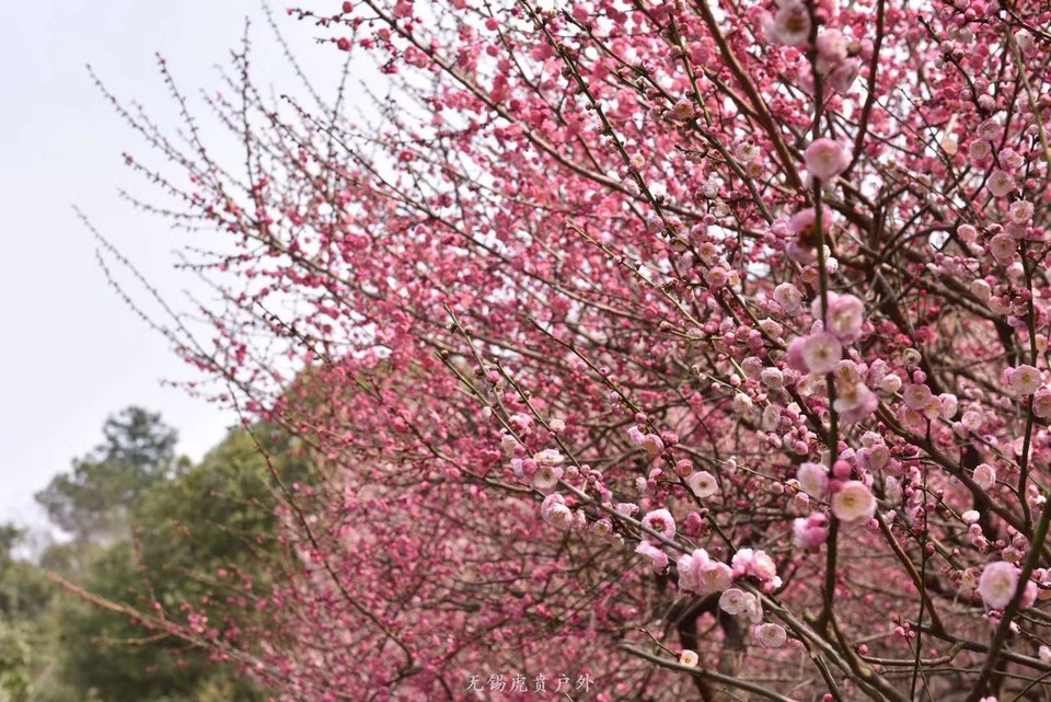 微信图片_20190311094246