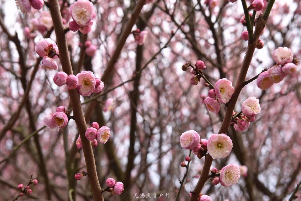 微信图片_20190311094251