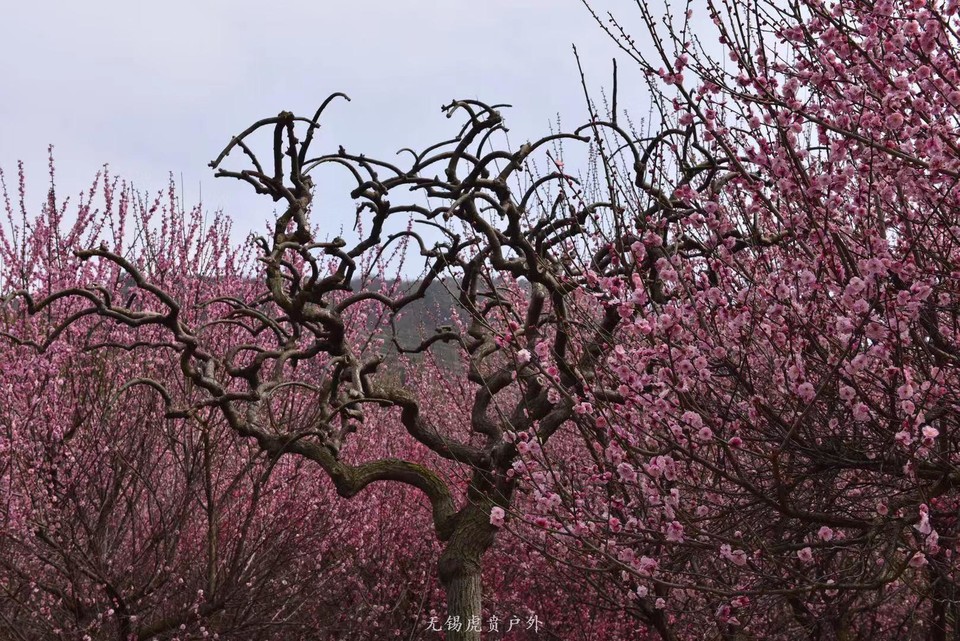 微信图片_20190311094639