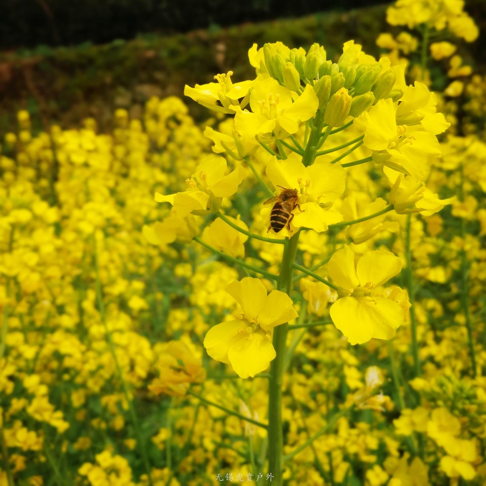 微信图片_20190324170113