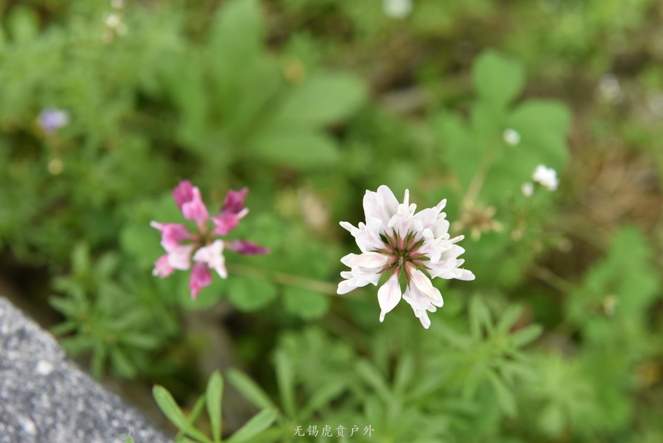 微信图片_20190330220123