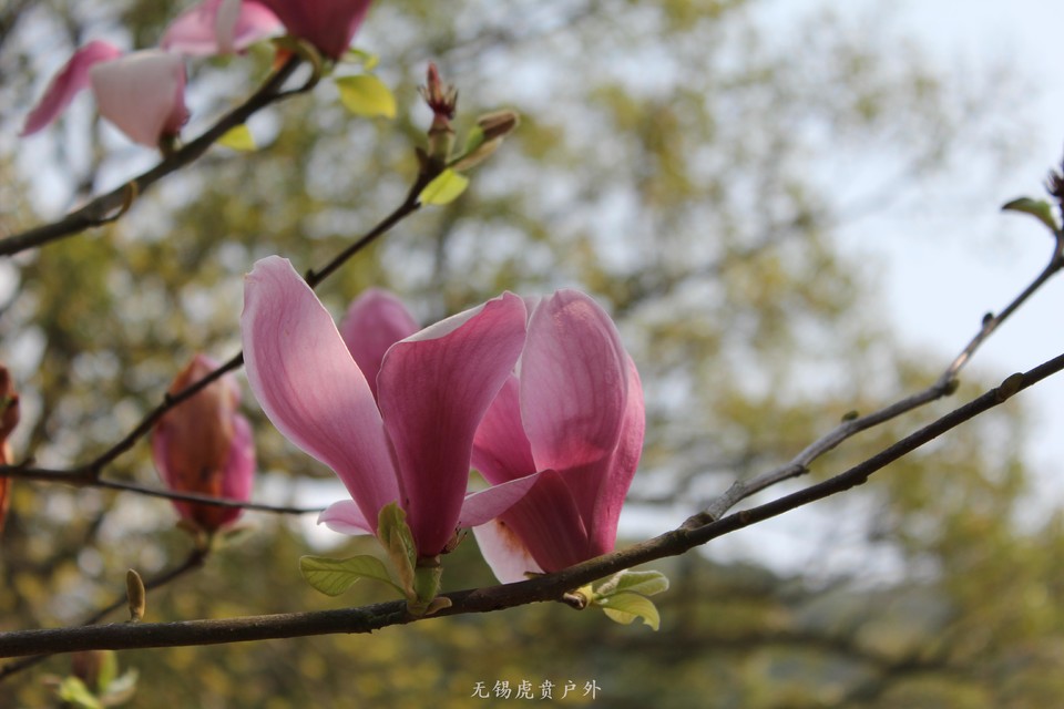 微信图片_20190330211102